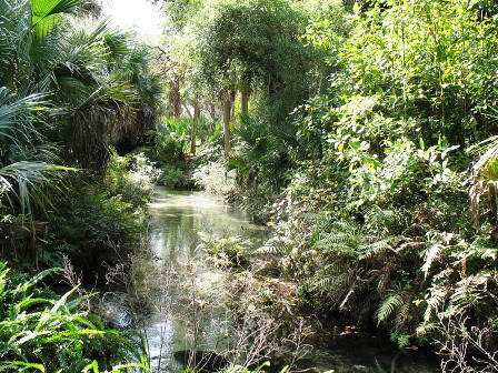 Juniper Springs in the Ocala National Forest