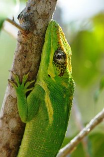 knight anole