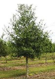 well balanced laurel oak tree in Florida