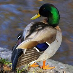 mallard duck