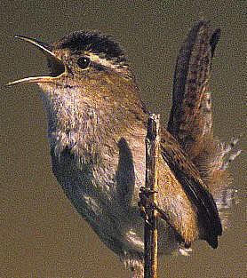 marian's marsh wren bird found in Florida