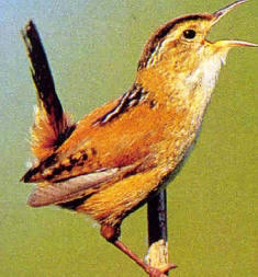 marsh wren found on Florida