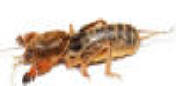 Florida mole cricket