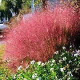 Florida native muhly grass