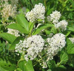 new jersey tea plant, a wild native plant in Florida and the southeast