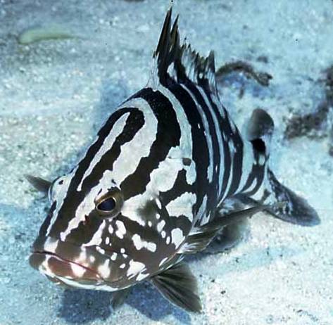 The Nassau grouper is found throughout the tropical western Atlantic Ocean, including Bermuda, Florida, Bahamas, and throughout the Caribbean Sea, south to Brazil. 