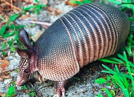 nine banded armadillo, a Florida mammal