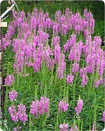 obiediant plant, a native plant in Florida and the southeaast