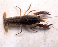 panama city crayfish found only in Bay County Florida
