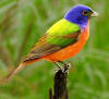 painted bunting