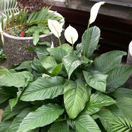 toxic peace lily plant found in Floridahomes and gardens