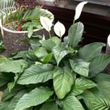 Florida peace lily