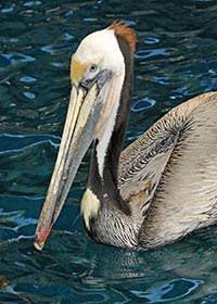 brown pelican enjoying the inshore marine ecosystem