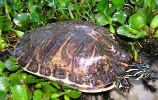 florida peninsula cooter