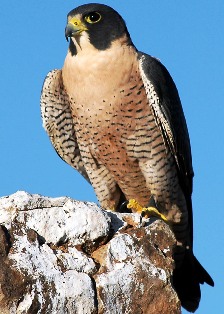 Peregrine Falcon bird in Florida