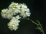 Florida snadlace, an endangered palnt found only on the lake wales ridge in Florida