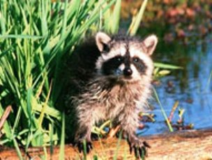 raccoon resting on a log in Florida