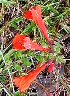 red basil found in the florida panhandle