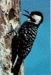 red cockaded woodpecker