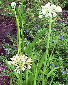 redroot, a florida garden favorite