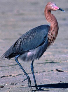 the reddish egret is a bird of special concern in the state of Florida