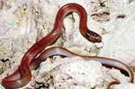 extremely rare Florida Rim Rock Crowned Snake 