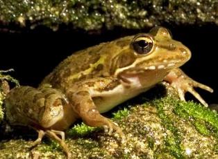 Florida River Frog