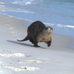 northern river otter running along a Florida beach