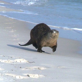 http://www.floridiannature.com/River-Otter-on-Beach-285.jpg