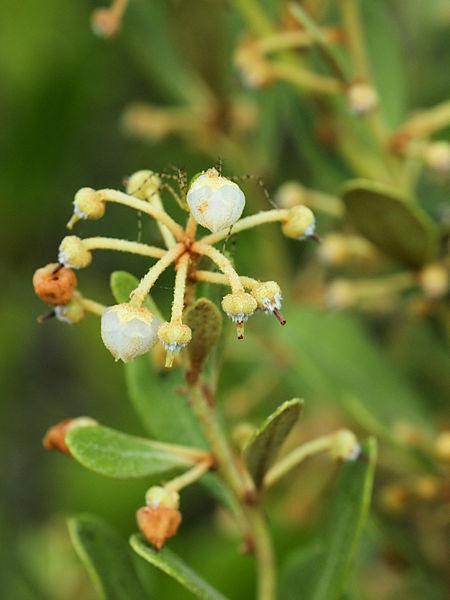 Rusty Lyonia plant found throught the state of Florida, © Hans Hillewaert / 
