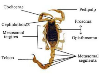 anatomi av en skorpion