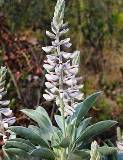 the scrub lupine an endangered lupine in the state of Florida