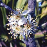 The florida scrub plum, an endangered species