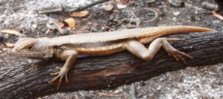 Florida scrub lizard