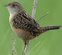 sedge wren on a perch