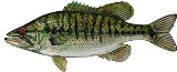 shoal bass found in Florida shoals