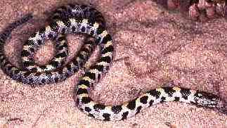 short tailed snake in Florida