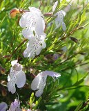 short-leaved rosemary, an endangered plant in Florida