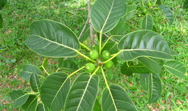 short leaf fig tree native to Florida keys