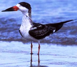 black skimmer bird found in Florida