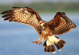 Florida snail kite bird