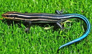 Southeastern five lined skink