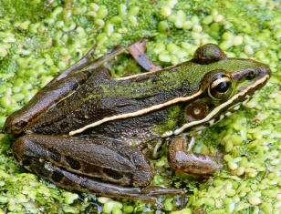 Floridas Southern leopard Frog