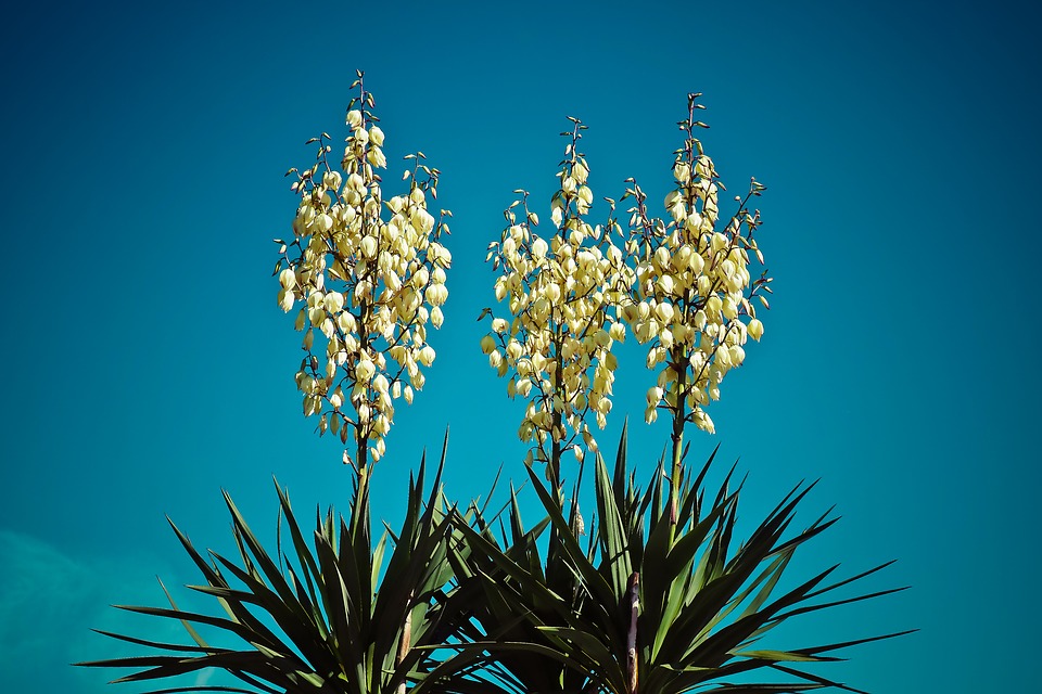 spanish bayonet or yucca plant often seen in Florida
