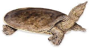 spiny softshell turtle