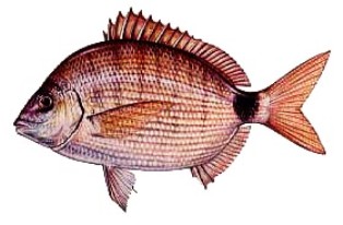 spotted pinfish, a member of the porgy family