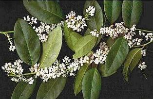 staggerbush, a native floridian plant