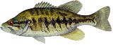 Suwannee bass is found in the Suwannee river in Florida