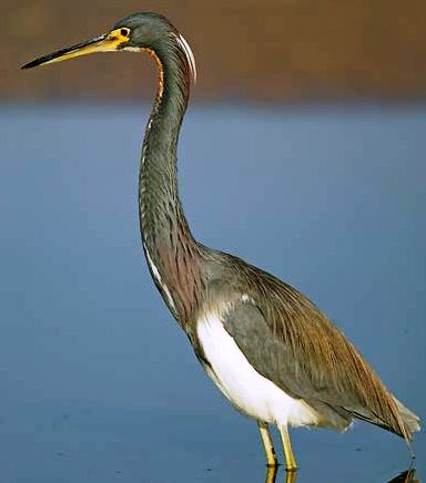 tricolored heron bird of special interest in the state of Florida