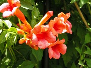 native florida trumpet vine